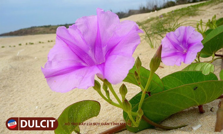 cay-muong-bien