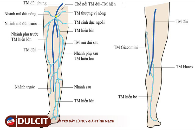 he-thong-tinh-mach-chi-duoi