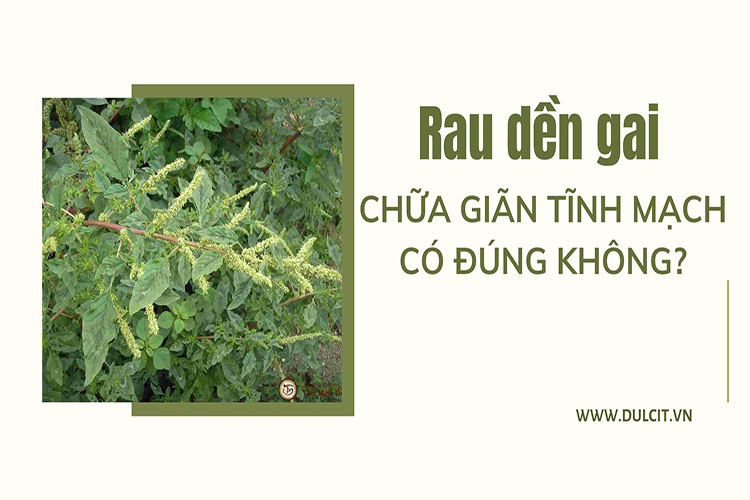 rau-den-gai-chua-gian-tinh-mach