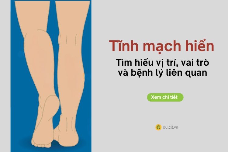 Tĩnh mạch hiển – vị trí, vai trò và bệnh lý liên quan